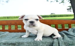 French Bulldog dogs for sale: Lilac - Image 13