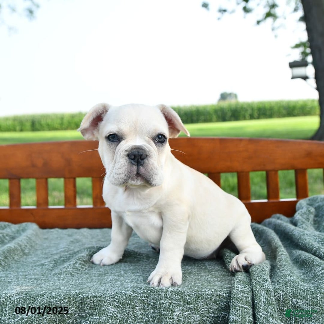 French Bulldog dogs for sale: Lilac - Image 13