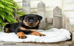 Rottweiler dogs for sale: Sage - Image 2
