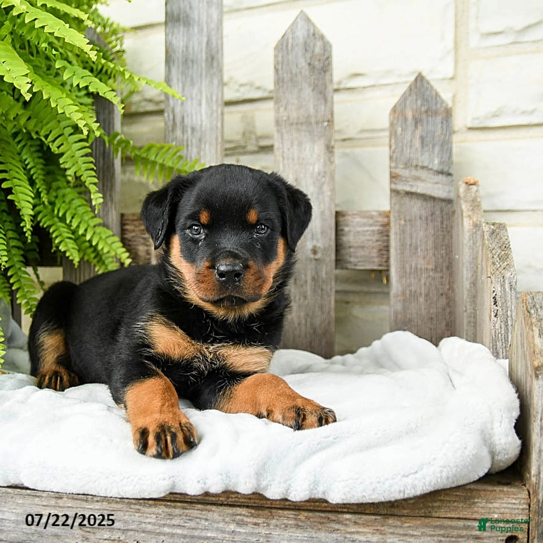 Rottweiler dogs for sale: Sage - Image 2