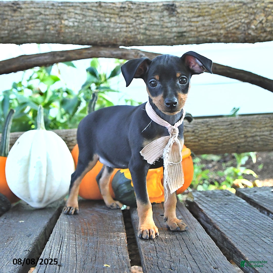 Miniature Pinscher dogs for sale: Frona - Image 1