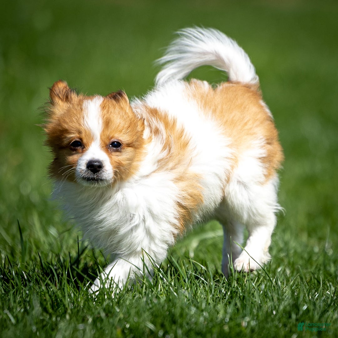 Papillon dogs for sale: Fraser - Image 1
