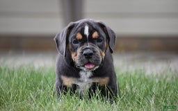 Beabull dogs for sale: Duke - Image 2