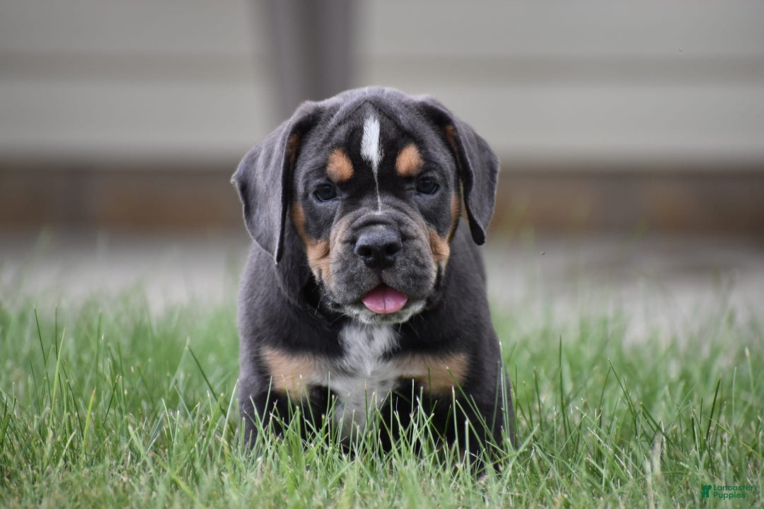 Beabull dogs for sale: Duke - Image 2