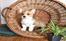 Welsh Corgi Pembroke dogs for sale: Wes - Image 4