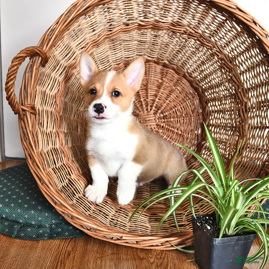 Welsh Corgi Pembroke dogs for sale: Wes - Image 4