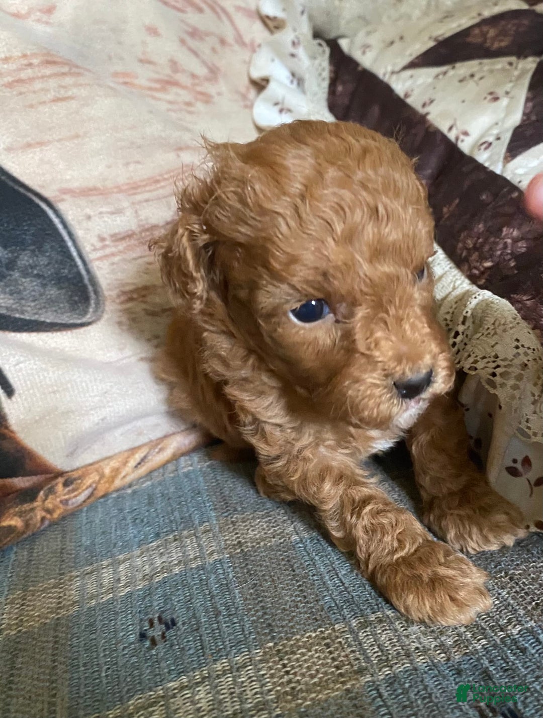 Mini Goldendoodle dogs for sale: Tootsie - Image 5