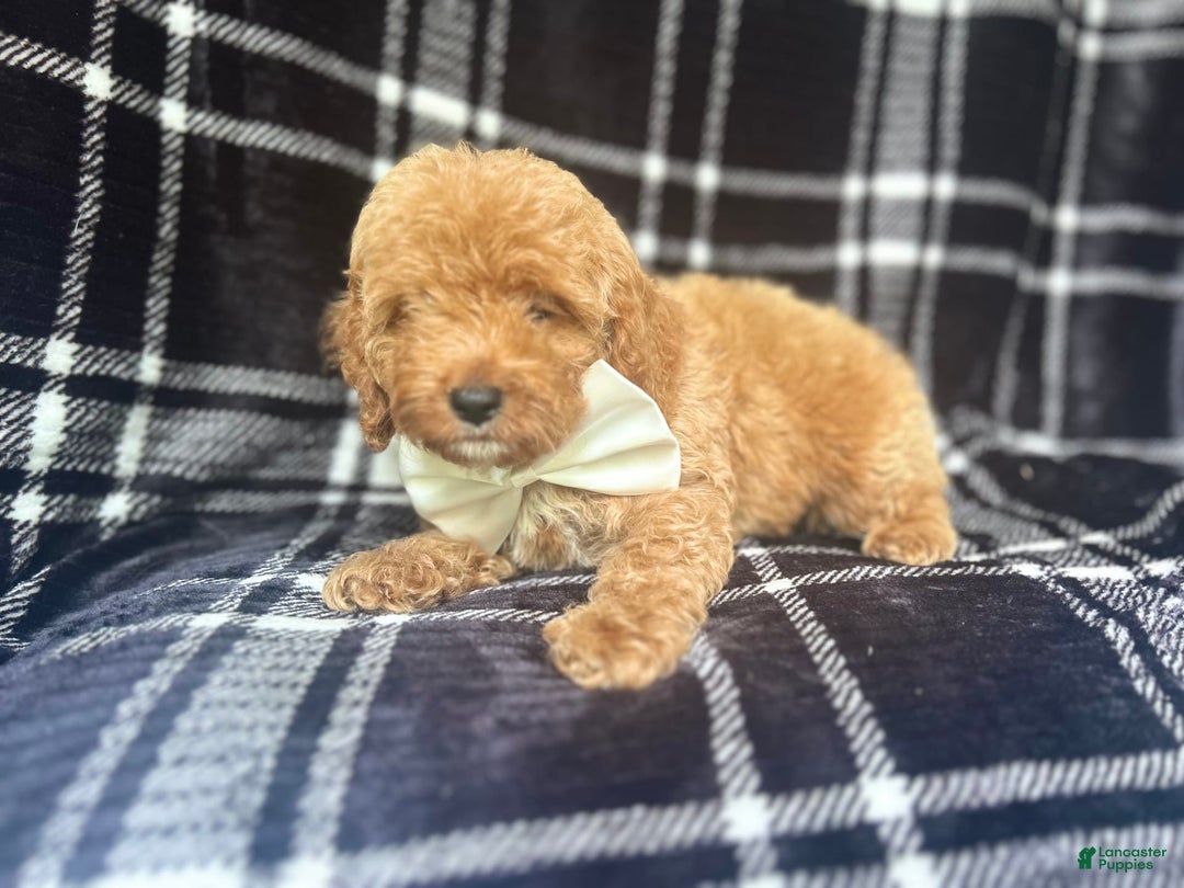 Cockapoo dogs for sale: Royal - Image 9