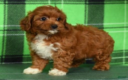 Cavapoo dogs for sale: Tara - Image 3