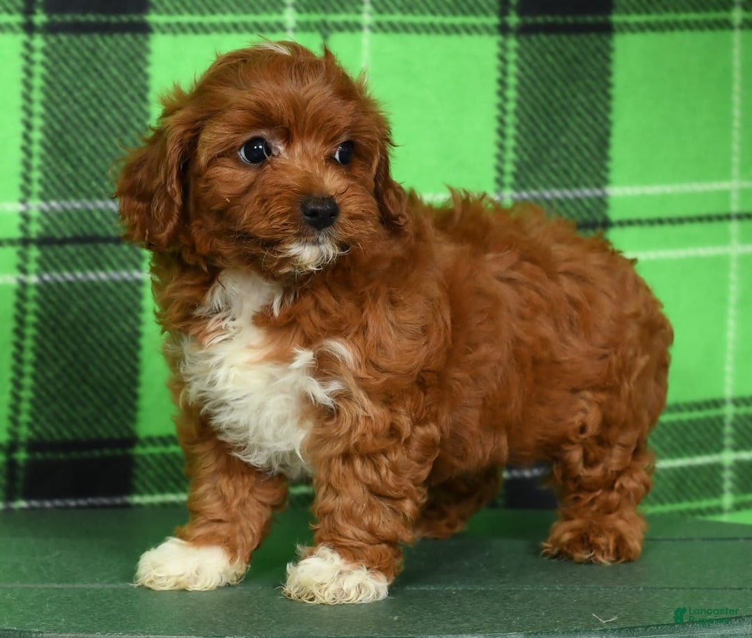 Cavapoo dogs for sale: Tara - Image 3