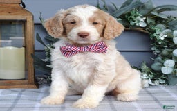 Goldendoodle dogs for sale: Audi - Image 8