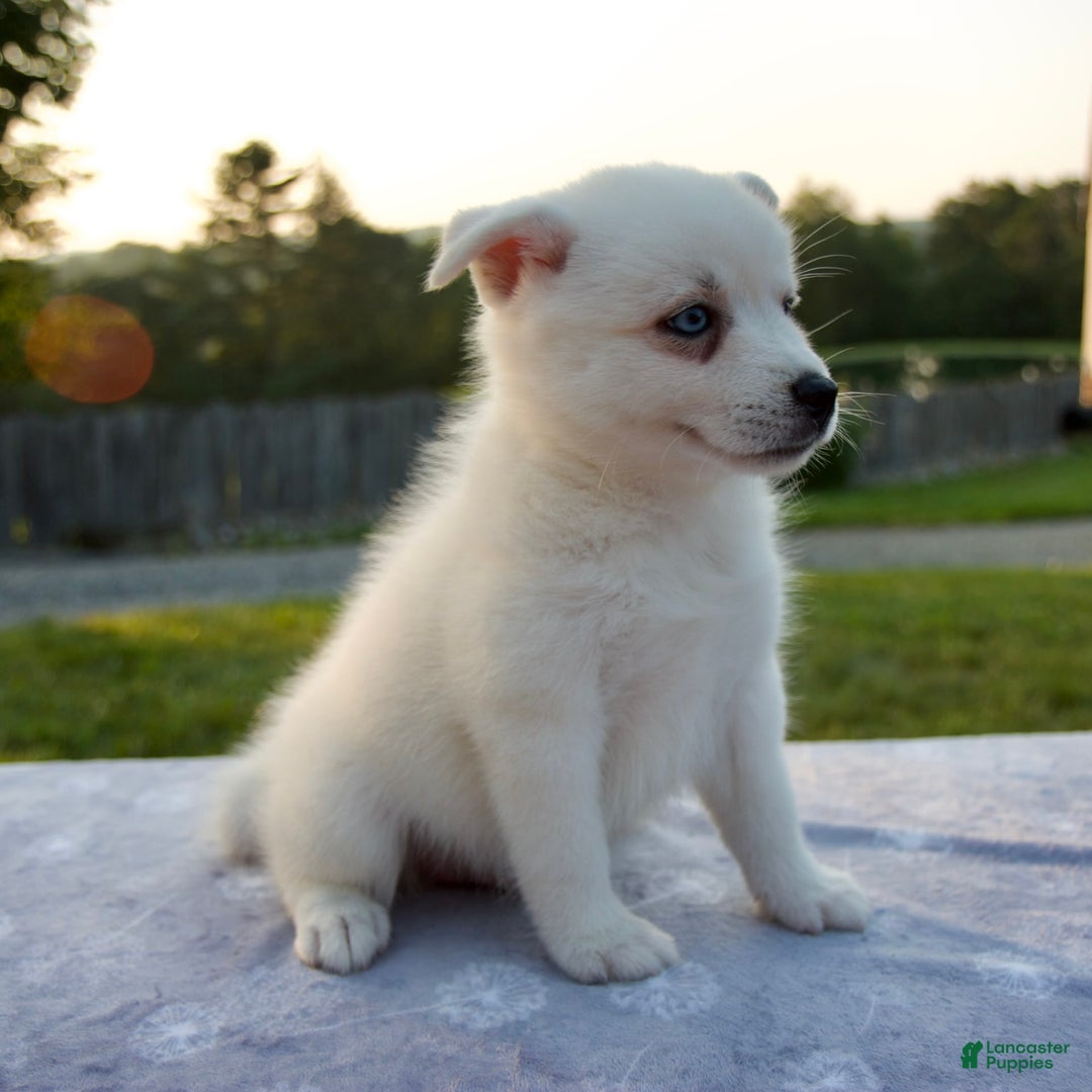 Pomsky dogs for sale: Tucker - Image 2