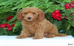 Cavapoo dogs for sale: Tucker - Image 1
