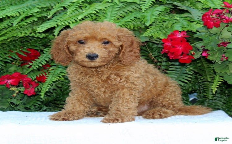 Cavapoo dogs for sale - Ad 4