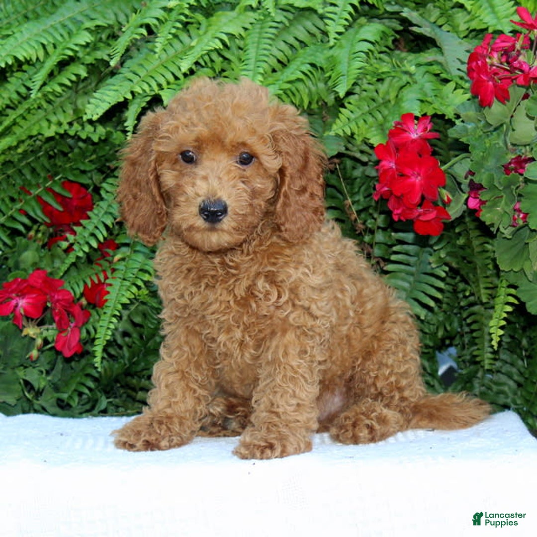 Cavapoo dogs for sale: Tucker - Image 1