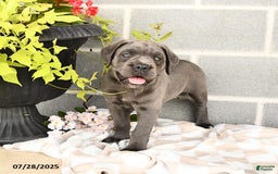 Cane Corso dogs for sale: Iris - Image 4