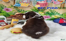 English Springer Spaniel dogs for sale: Mr Pibb - Image 5