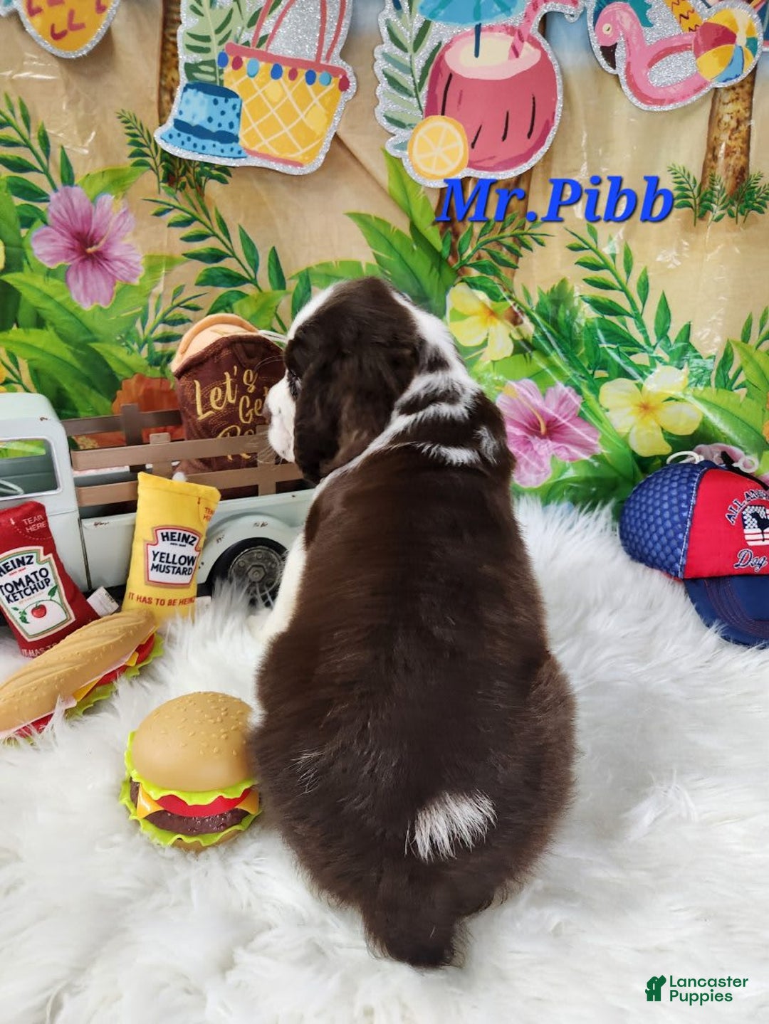 English Springer Spaniel dogs for sale: Mr Pibb - Image 5