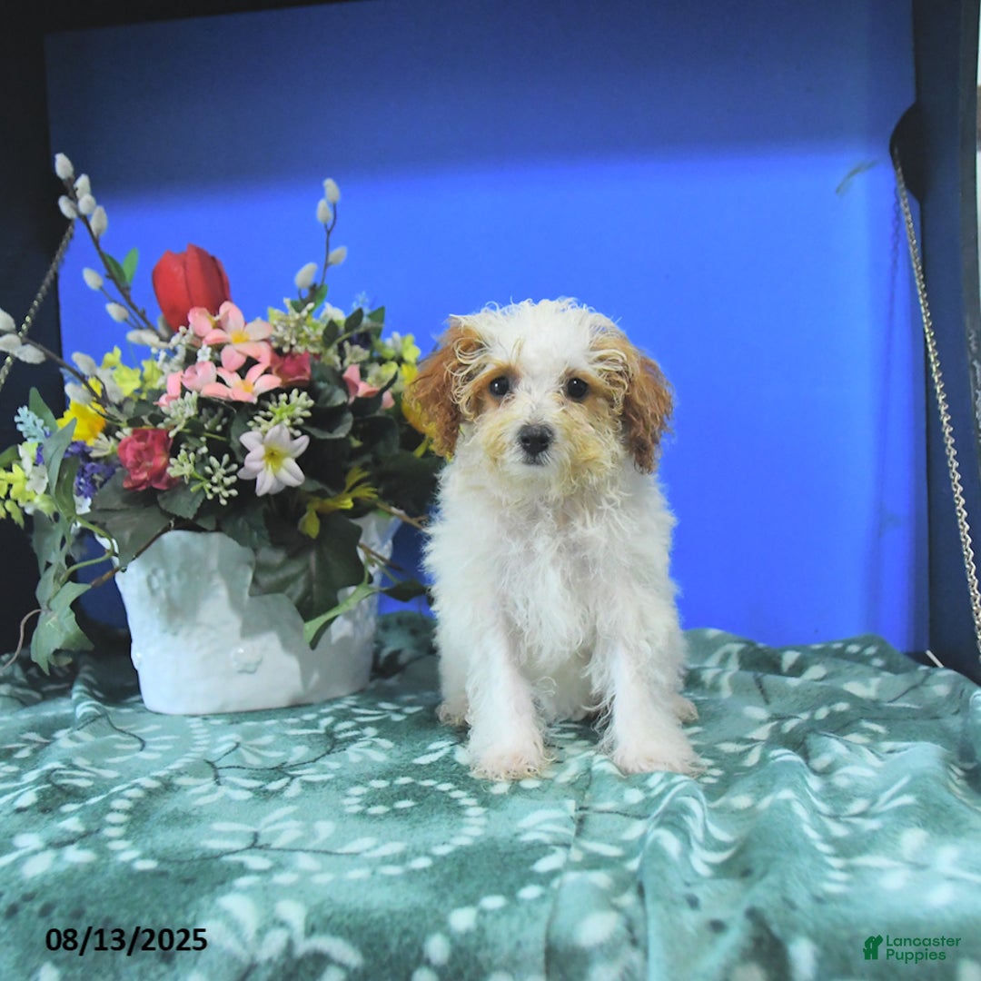 Toy Poodle dogs for sale: Kayleen - Image 2