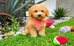 Maltipoo dogs for sale: Belle - Image 5