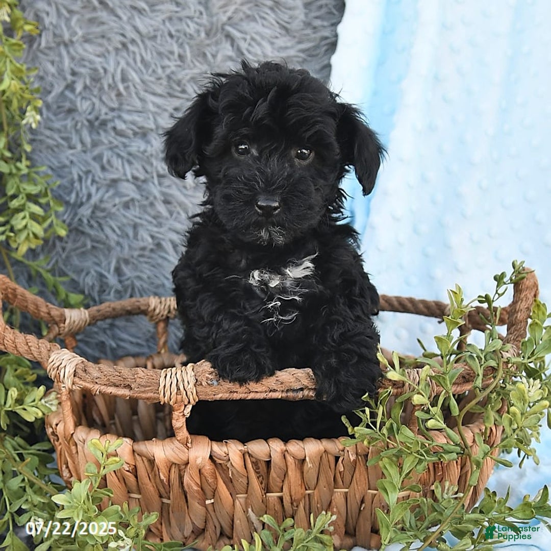 Havapoo dogs for sale: Bailey - Image 4