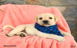 Labrador Retriever dogs for sale: Labrador Retriever 6 puppies - Image 7