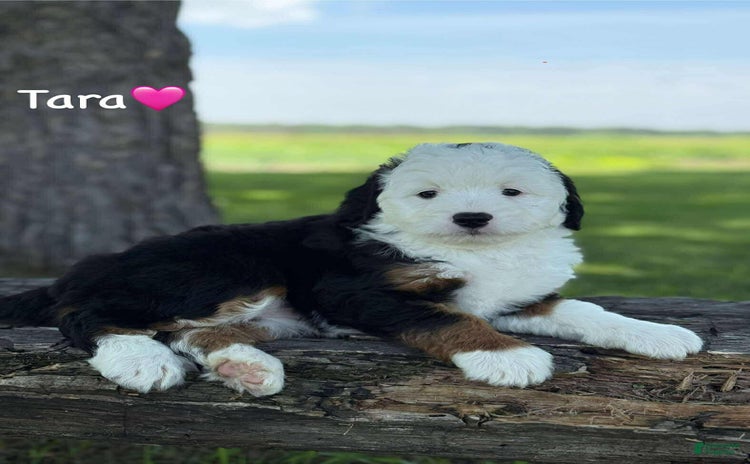 Aussiedoodle dogs - Advert 39