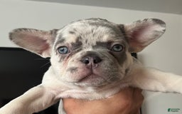 French Bulldog dogs for sale: Sky - Image 1