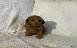 Miniature Poodle dogs for sale: Sadie - Image 2