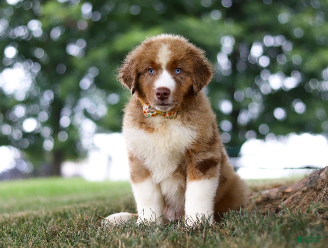 Australian Shepherd dogs for sale: Dune - Image 4