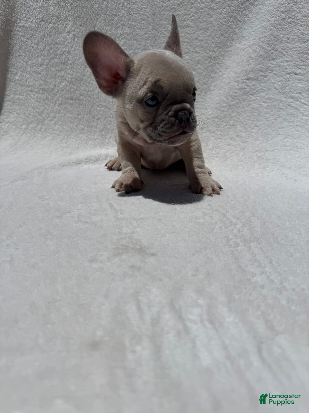French Bulldog dogs for sale: Nigel - Image 9