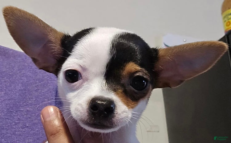 Chihuahua dogs for sale - Ad 2