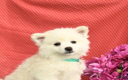 American Eskimo dogs for sale: Muffin - Image 3