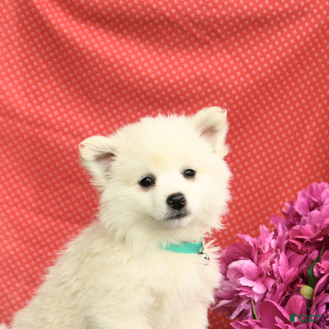 American Eskimo dogs for sale: Muffin - Image 3