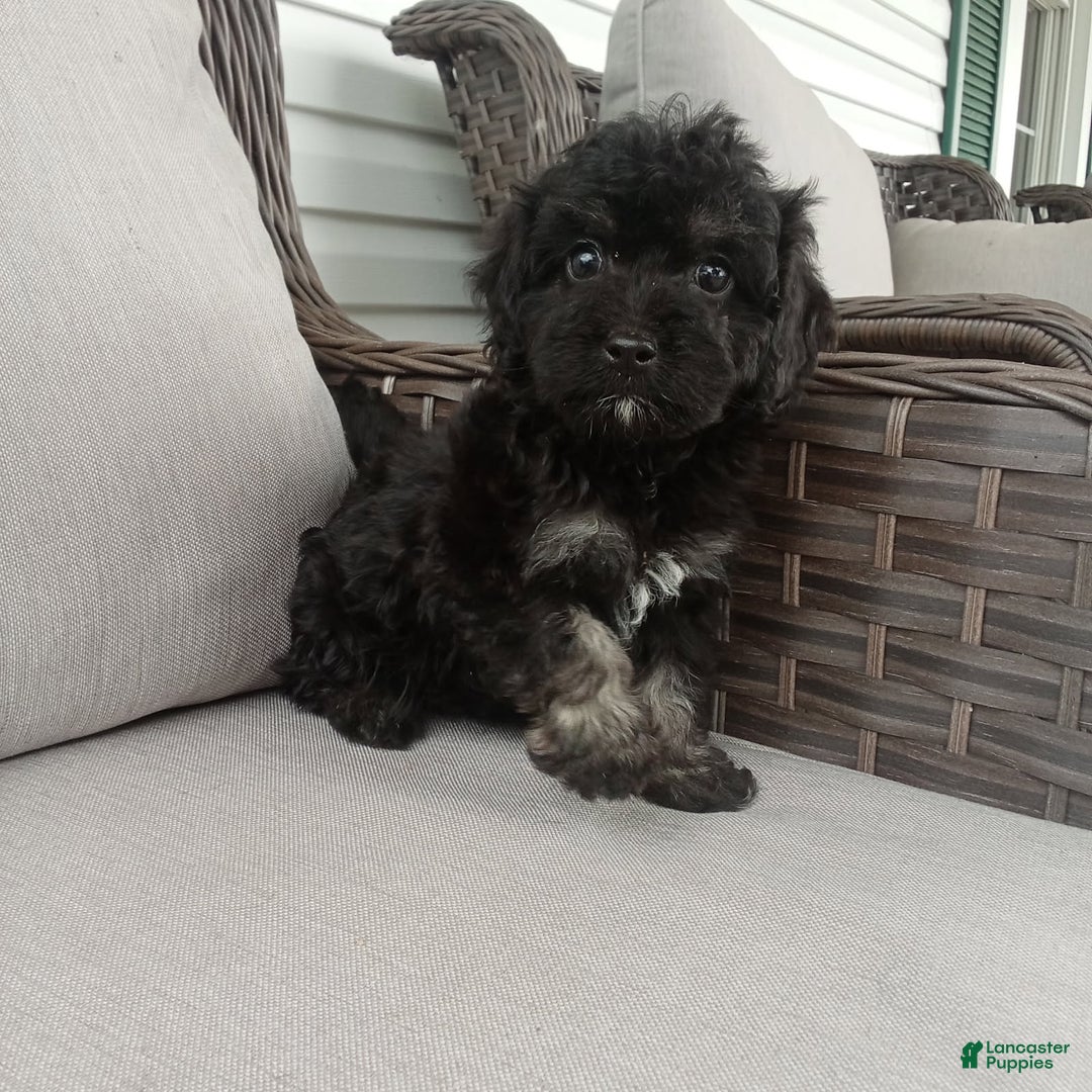 Havapoo dogs for sale: Jenny - Image 4