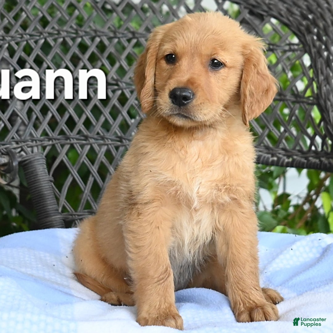 Golden Retriever dogs for sale: Louann - Image 3