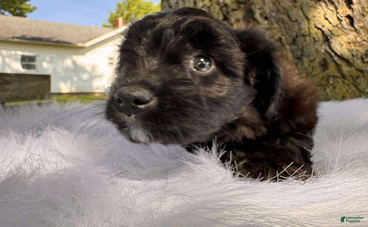 Aussiedoodle dogs - Advert 2