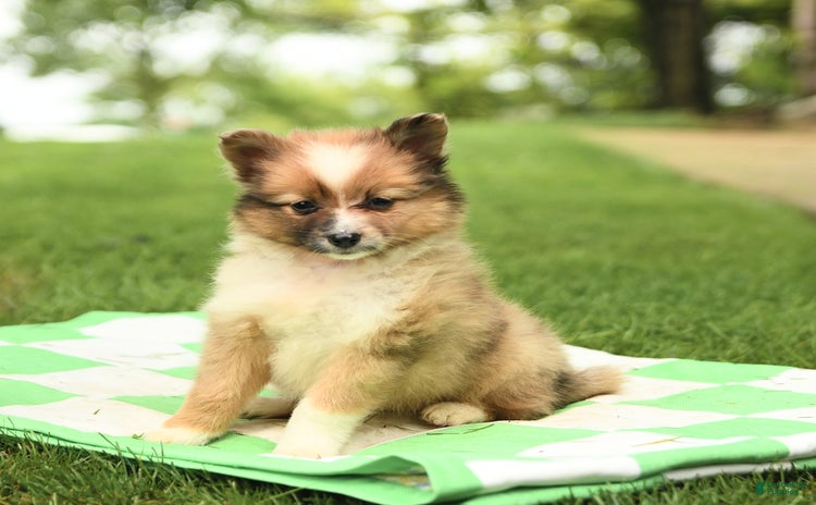 Shetland Sheepdog dogs for sale - Ad 2