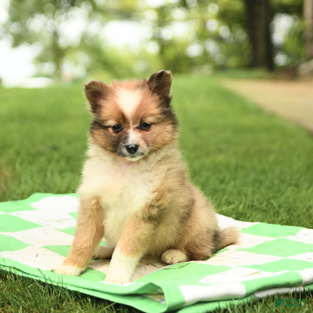 Shetland Sheepdog dogs for sale: Peaches - Image 1