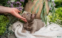 French Bulldog dogs for sale: Pearl - Image 3