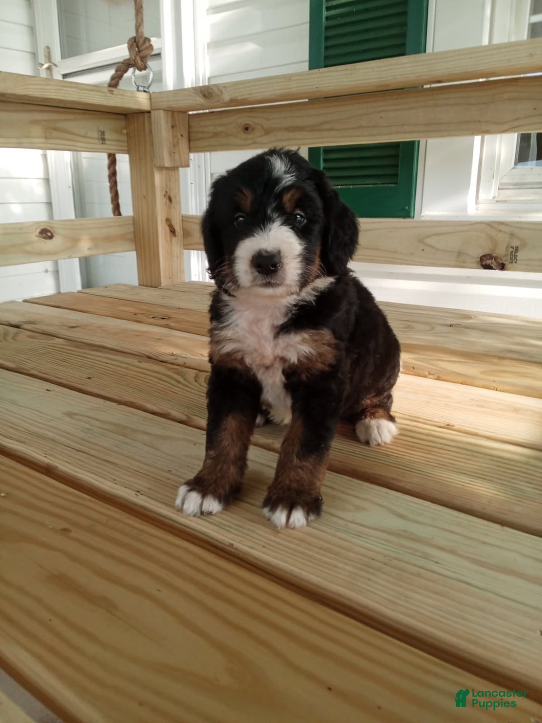 Bernedoodle dogs for sale: Addie - Image 5