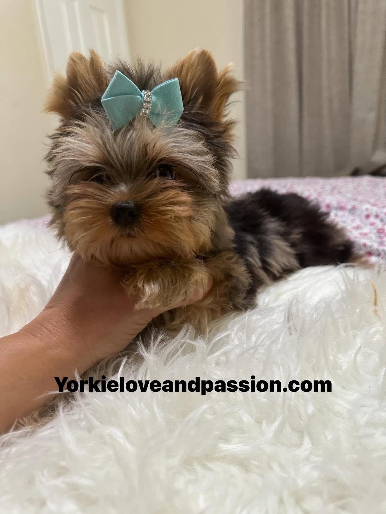Yorkshire Terrier dogs for sale: Yorkshire Terrier 5 puppies - Image 3