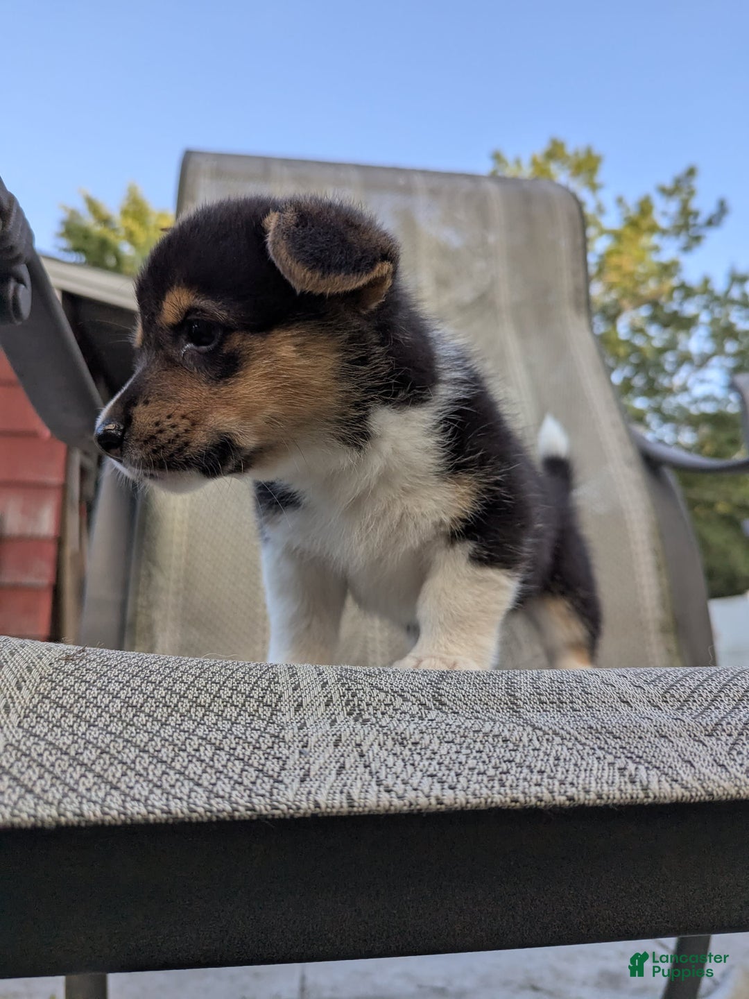 Welsh Corgi Pembroke dogs for sale: Welsh Corgi (Pembroke) 3 puppies - Image 8