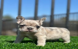 French Bulldog dogs for sale: Tata - Image 2