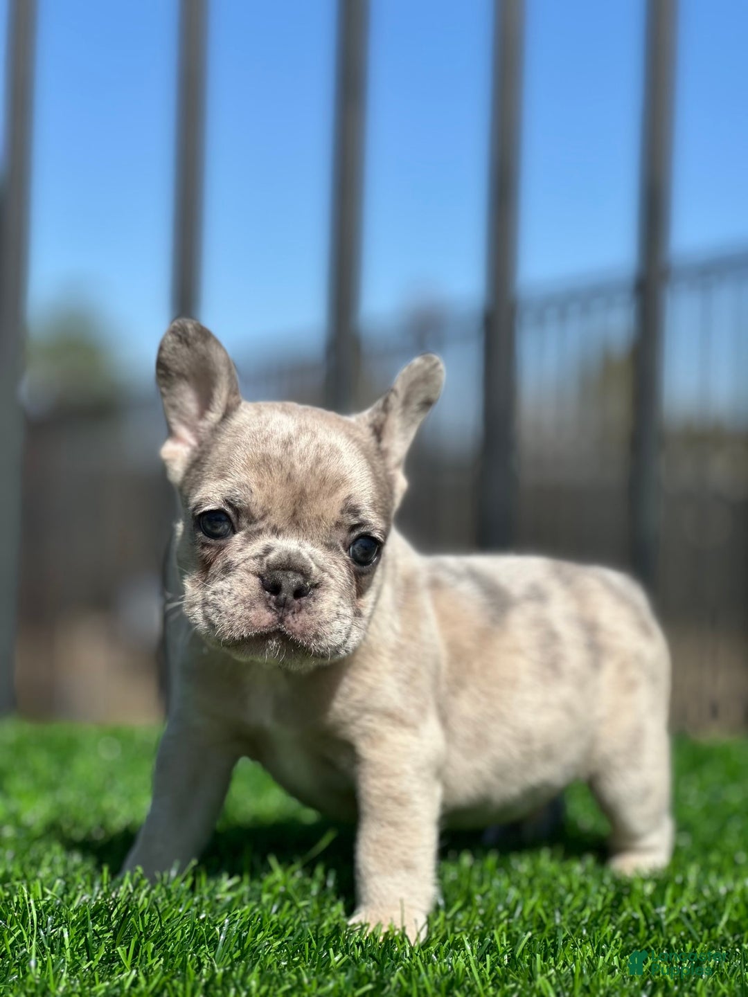 French Bulldog dogs for sale: Tata - Image 2