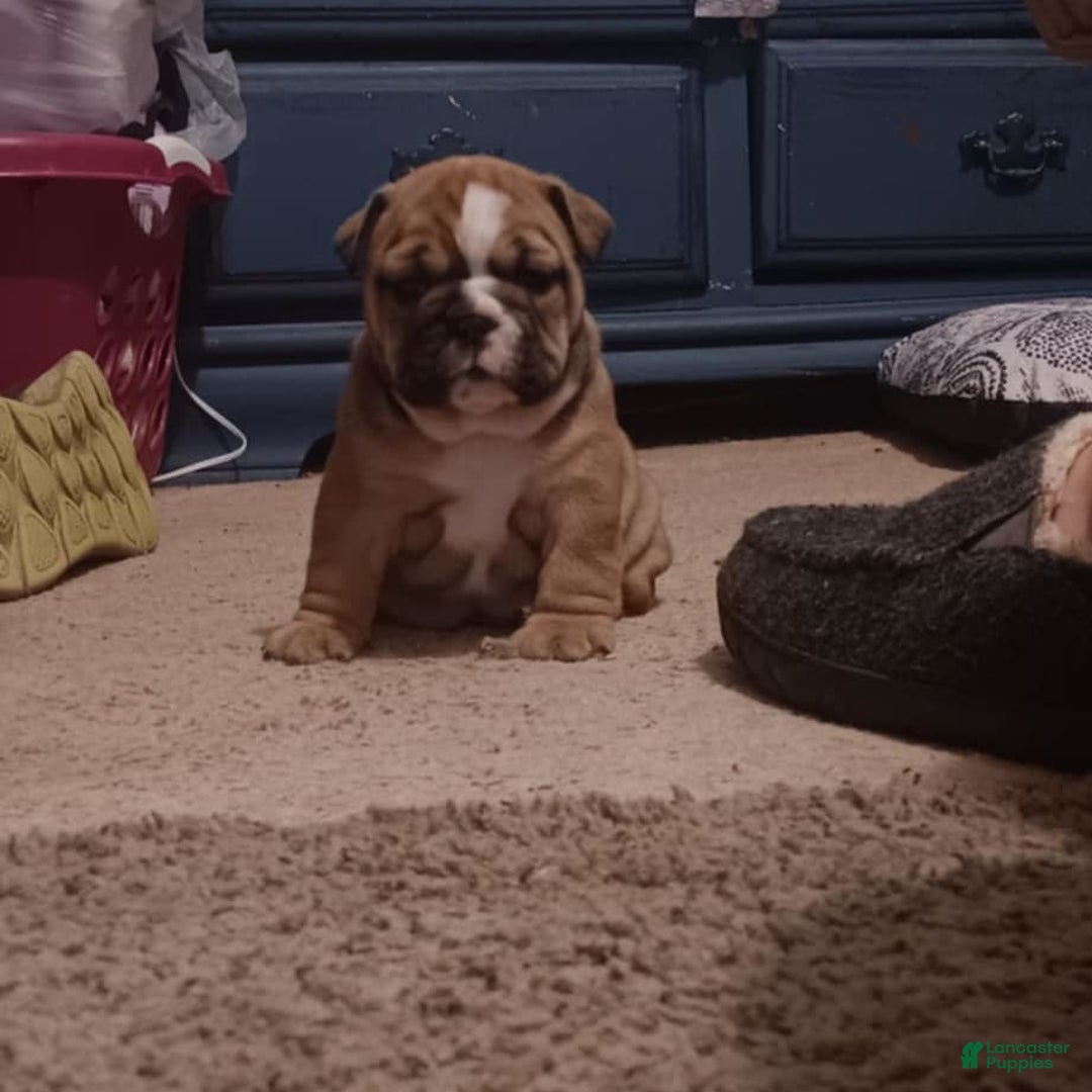 English Bulldog dogs for sale: Dixie - Image 2