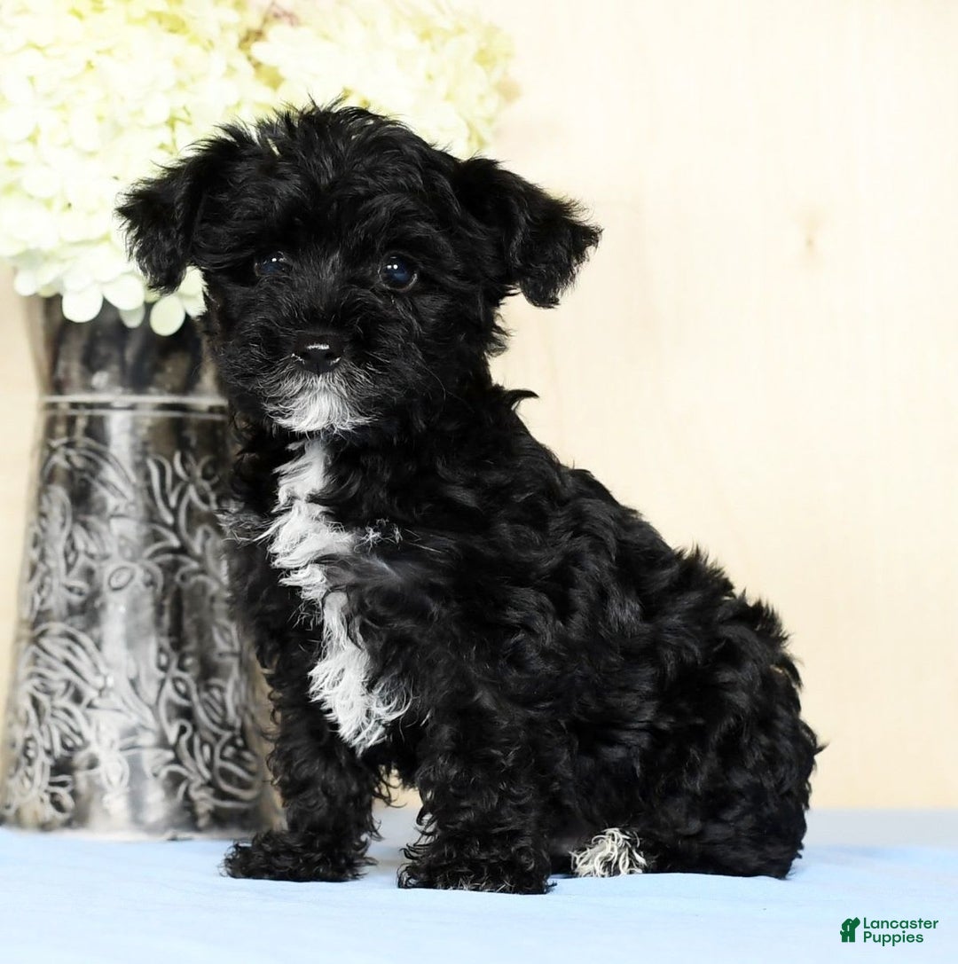 Yorkiepoo dogs for sale: Teddy - Image 2