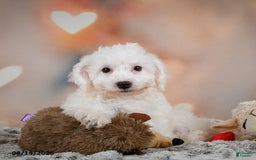 Bichon Frise dogs for sale: Bendict - Image 1