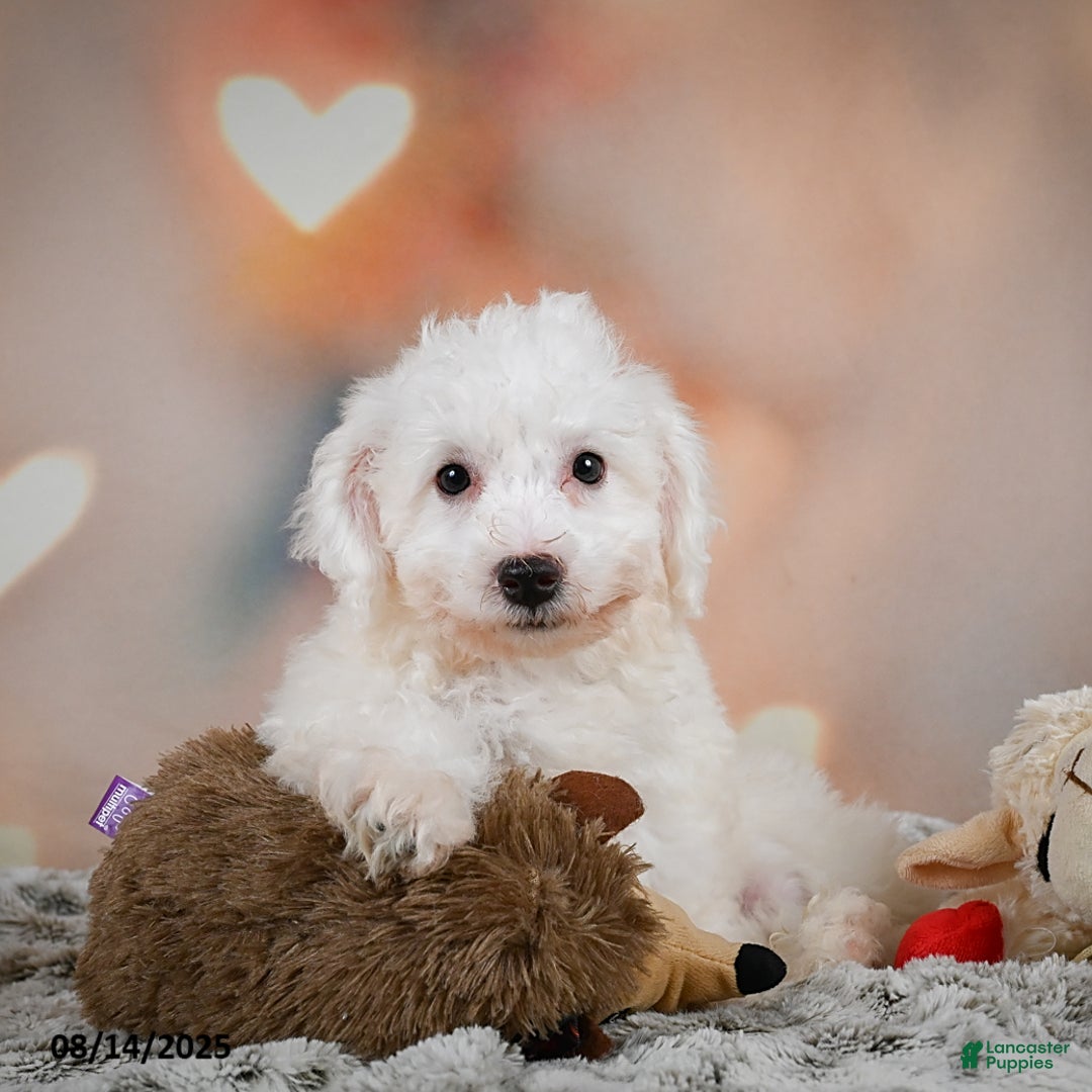 Bichon Frise dogs for sale: Bendict - Image 1