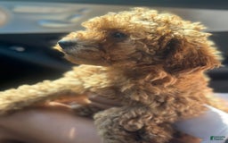 Cockapoo dogs for sale: Koko - Image 2